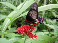 紅紋鳳蝶 